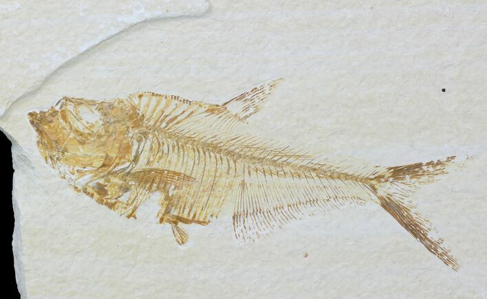Bargain, Diplomystus Fossil Fish - Wyoming #88554